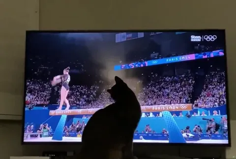 Кот помогает гимнастке на брусьях