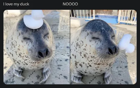 Seal Loses Its Duck