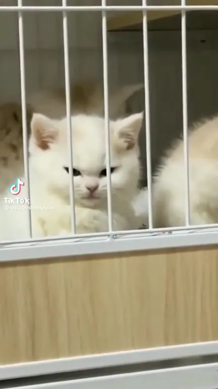 Котята танцуют под музыку