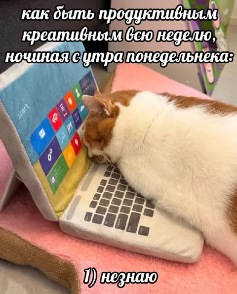 Креативная продуктивность кота