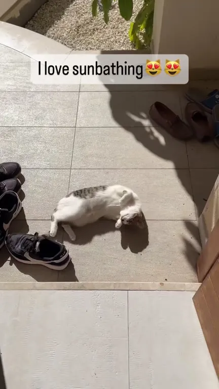 Cat Loves Sunbathing