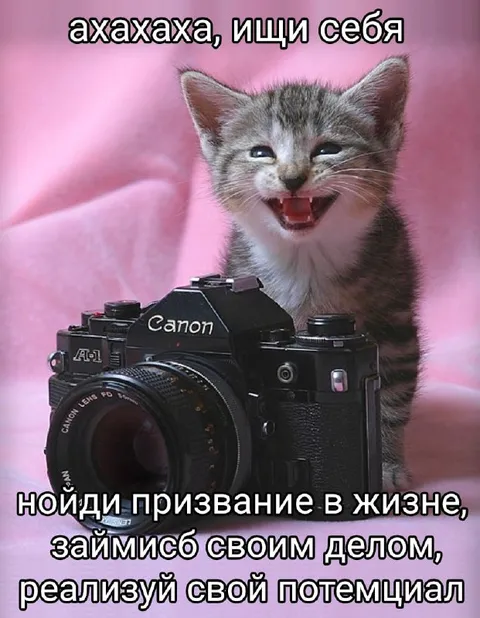 Кот фотограф советует найти себя