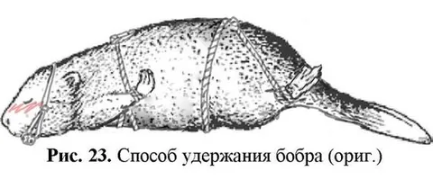 Способ удержания бобра