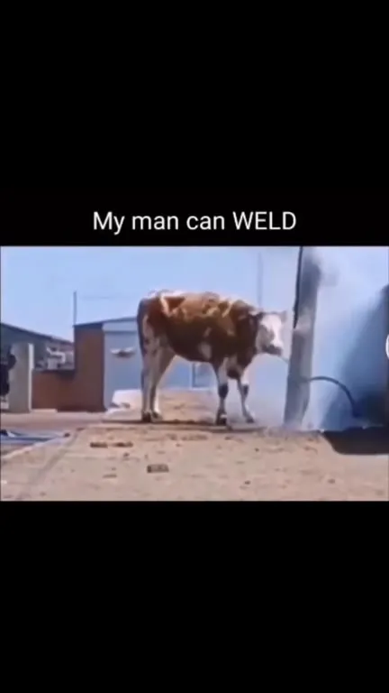 My Man Can Weld Cow