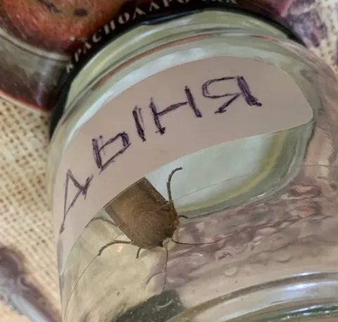 Муха в банке