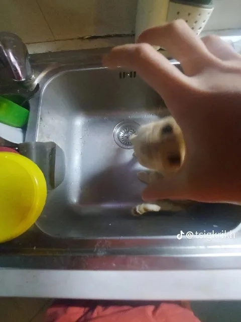 Котёнок в раковине