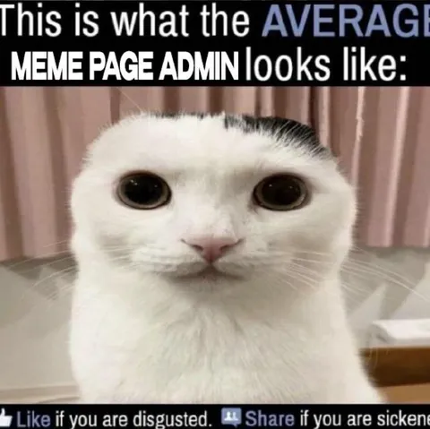 Average Meme Page Admin Cat