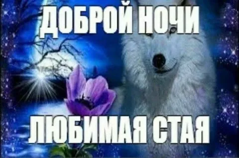 Доброй ночи, любимая стая