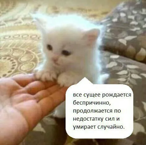 Котёнок и смысл бытия