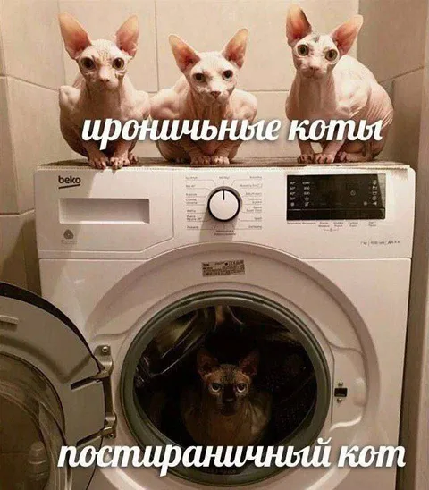 Ироничные коты и пострадавший кот
