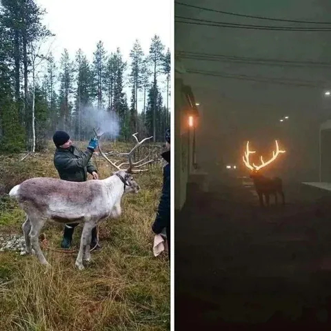 Олень с подсветкой
