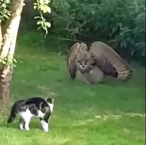 Кот не замечает огромную сову