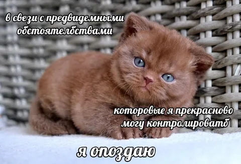 Котёнок, который опоздает