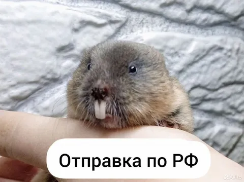 Отправка по РФ