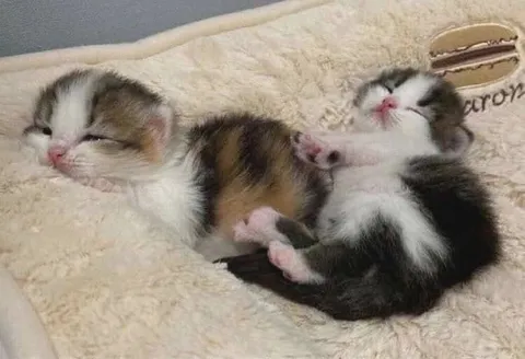 Котята спят в обнимку
