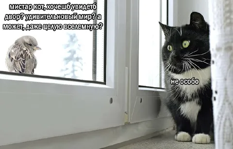 Кот не хочет смотреть во двор