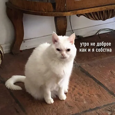 Утро не доброе