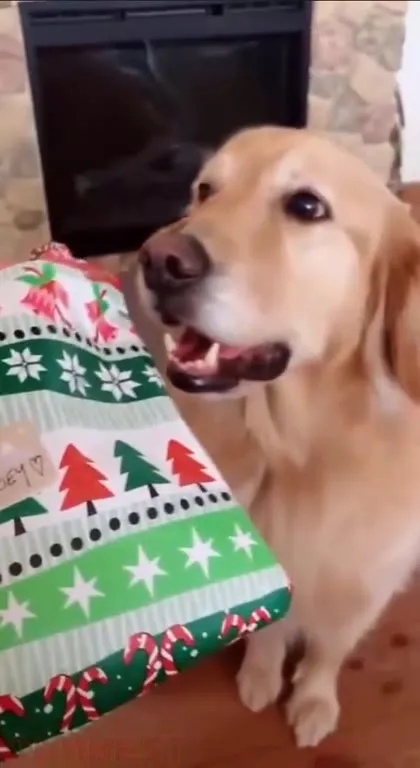 Dogs Ruin Christmas Gift Wrapping