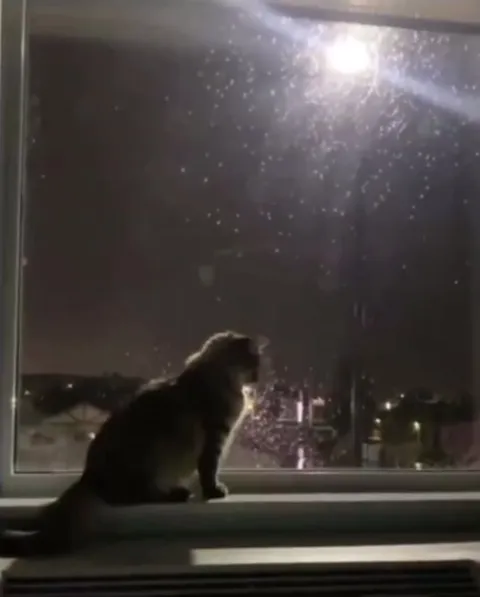 Кот наблюдает за грозой