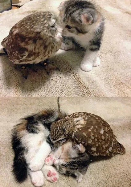 Сова обнимает котёнка