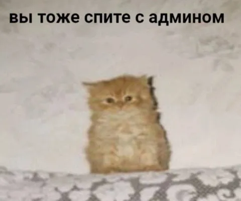 Кот, который спит с админом