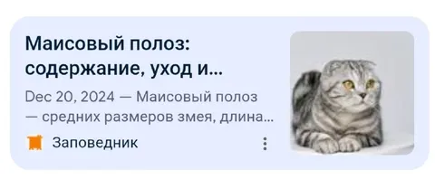 Маисовый полоз и кот