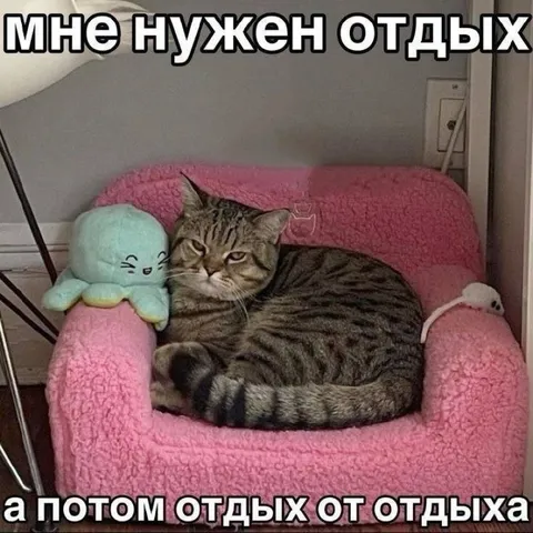 Коту нужен отдых от отдыха