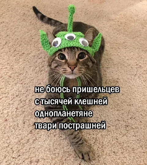 Кот в шапке пришельца