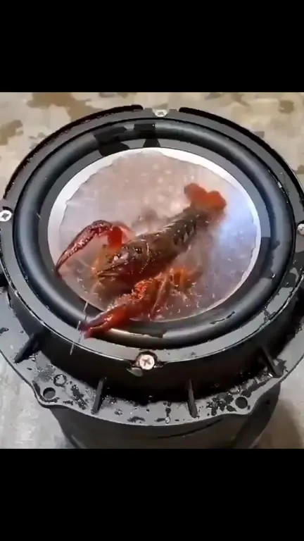 Рак танцует под басы