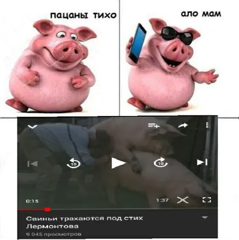 Свиньи под стих Лермонтова