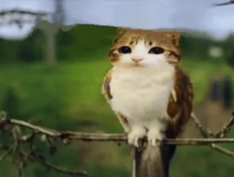 Кот с лицом совы на ветке