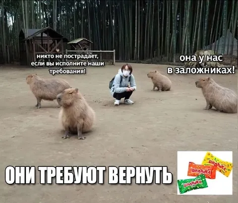 Капибары требуют вернуть конфеты