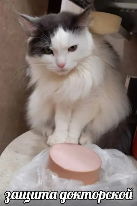 Защита докторской у кота