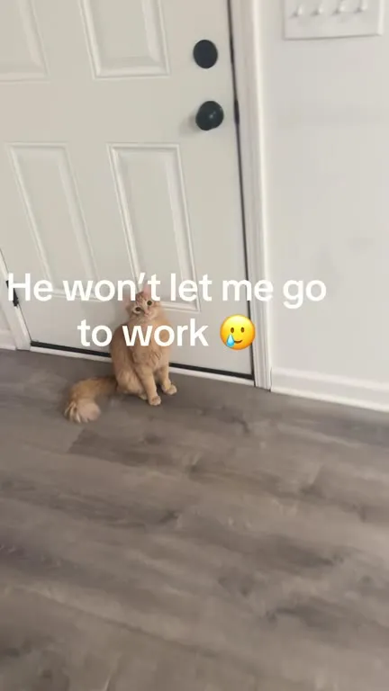 Cat Won’t Let Me Go to Work