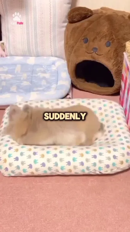 Bunnies Flop When Happy