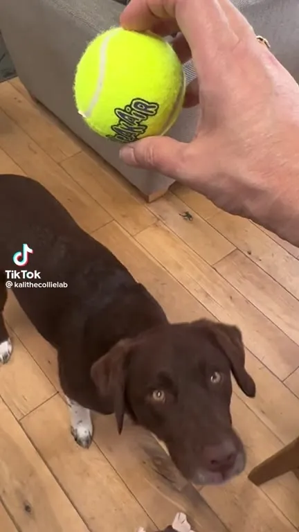 Dog Loses New Ball Under Couch