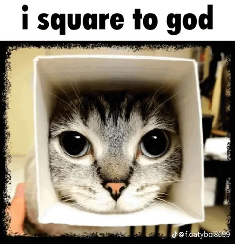 I Square to God Cat