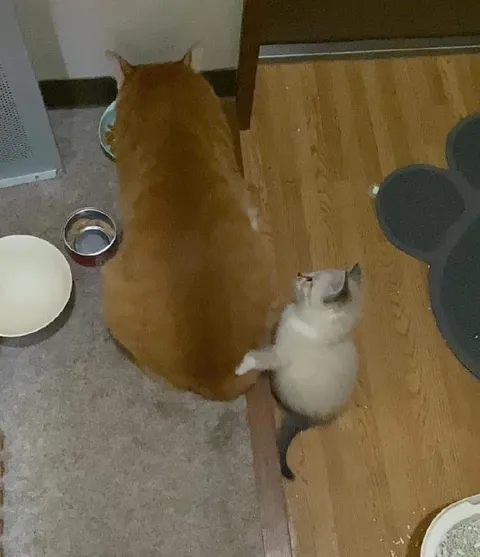 Котёнок обнимает большого кота
