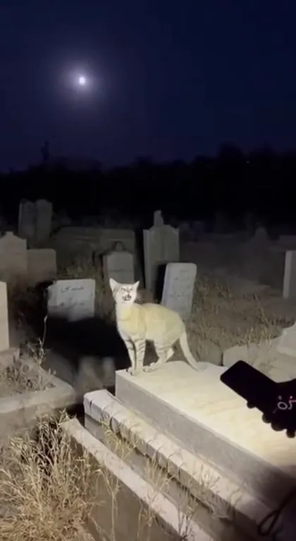 Кот орёт на кладбище ночью
