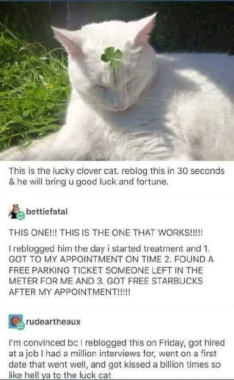 Lucky Clover Cat Brings Good Fortune