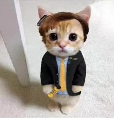 Котёнок на собеседовании