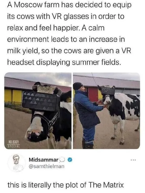Cows Wearing VR Glasses