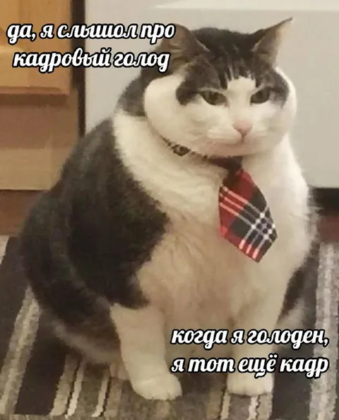 Кот в галстуке про кадровый голод