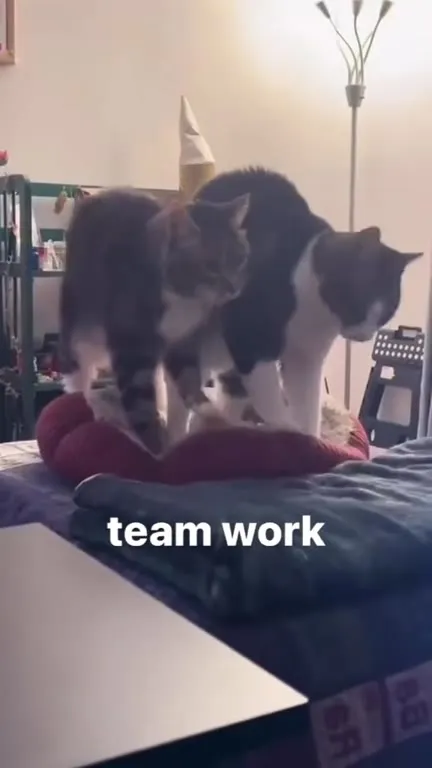 Cats Doing Team Work