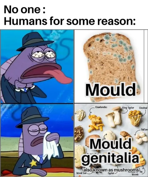 Humans Hate Mould, Love Mushrooms