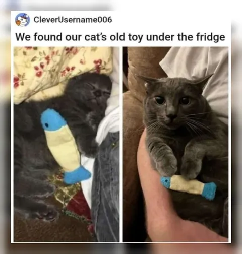 Cat Finds Its Old Toy