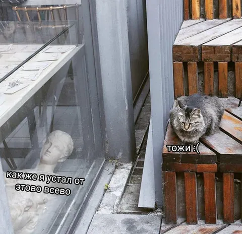 Кот устал от всего