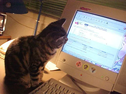 Кот проверяет eBay