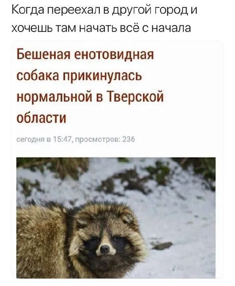 Собака прикинулась нормальной