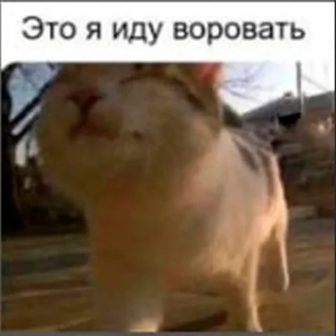 Кот идёт воровать